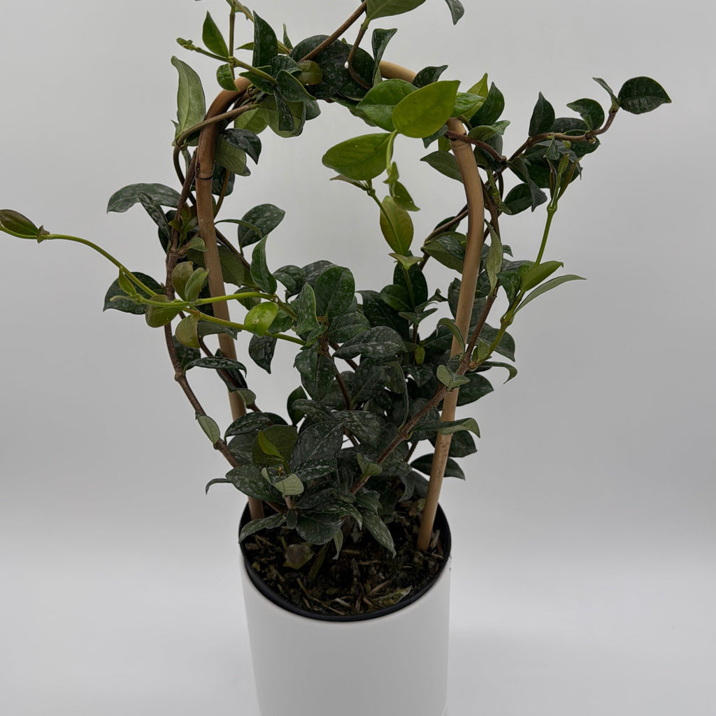 Star Jasmine