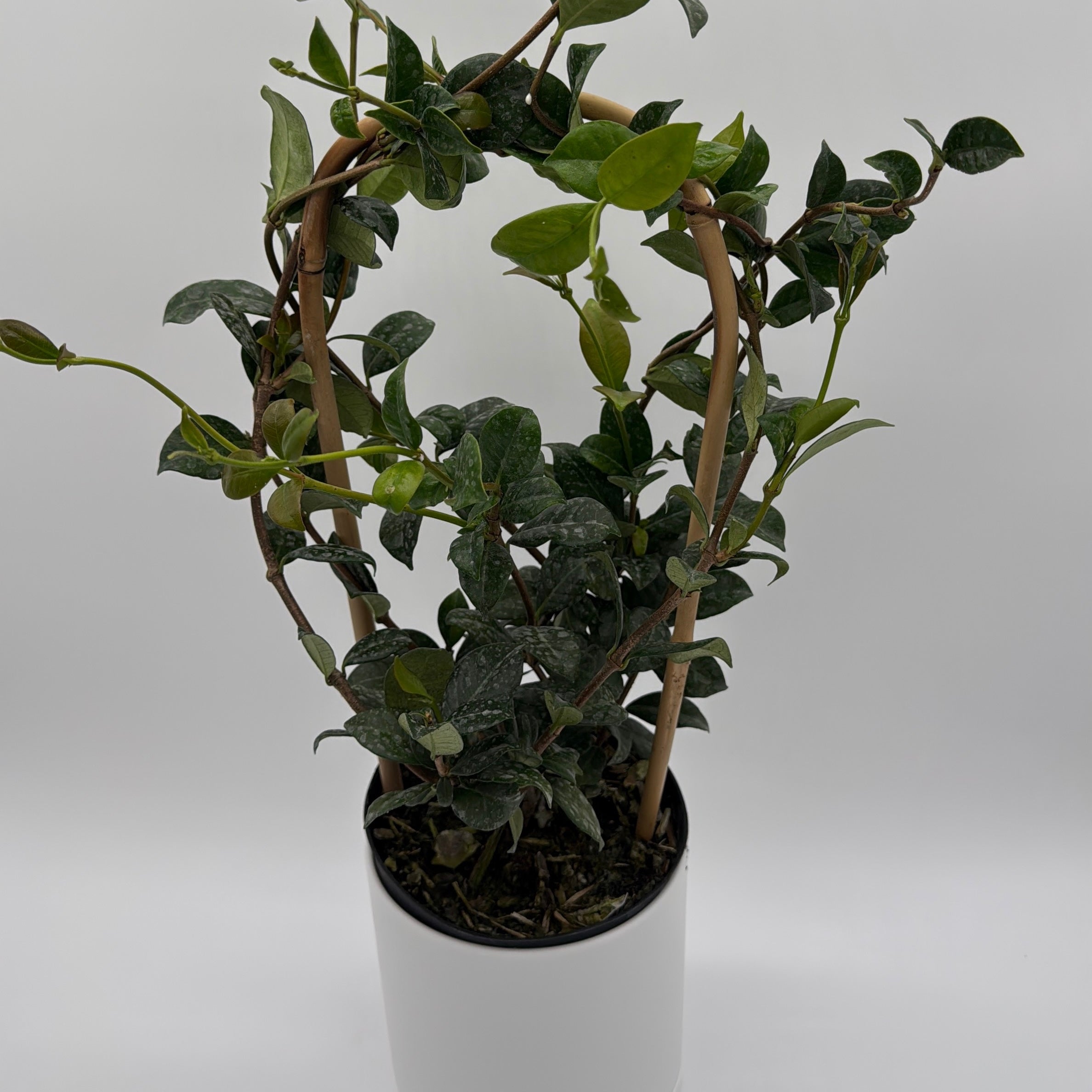 Star Jasmine