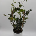 Star Jasmine