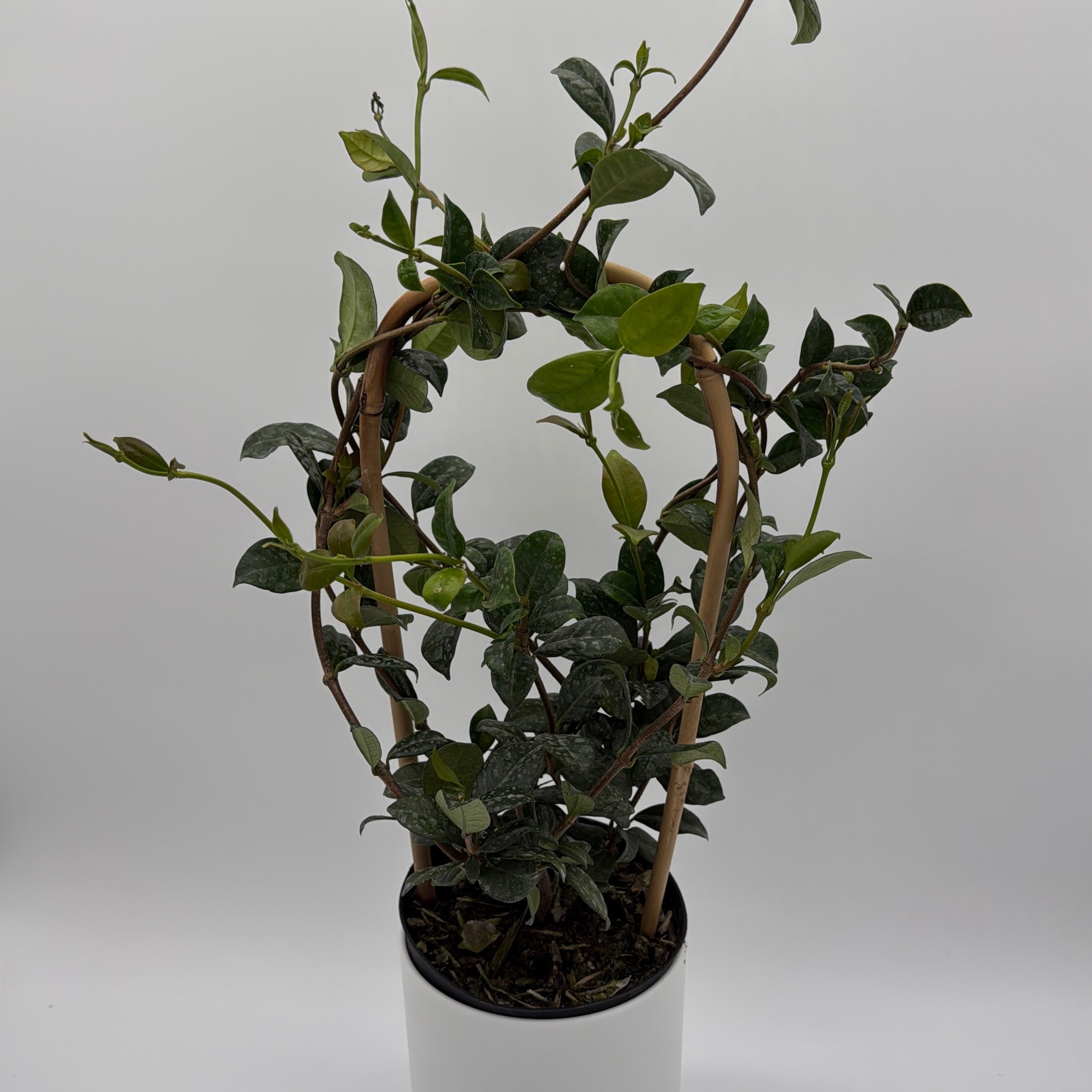 Star Jasmine