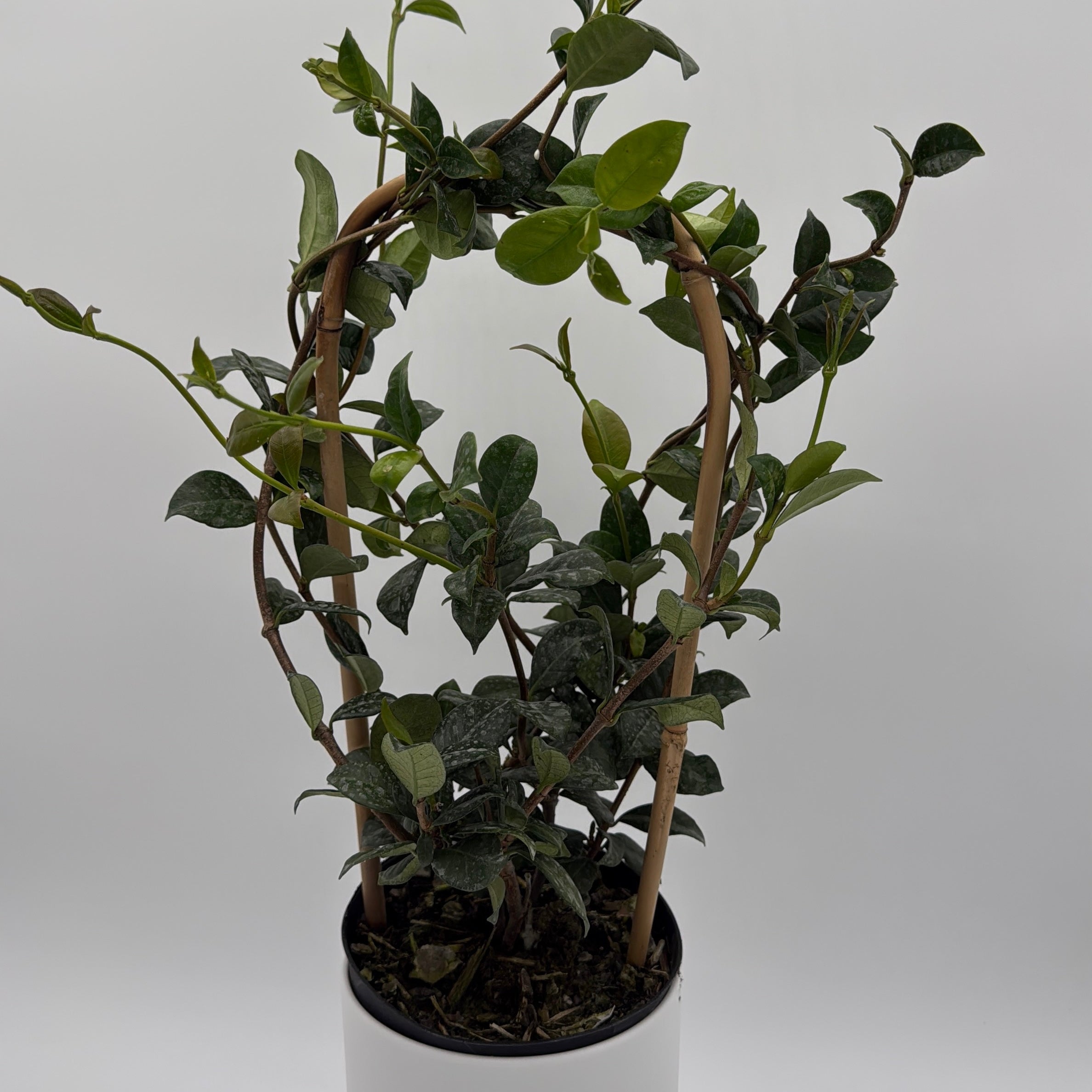 Star Jasmine