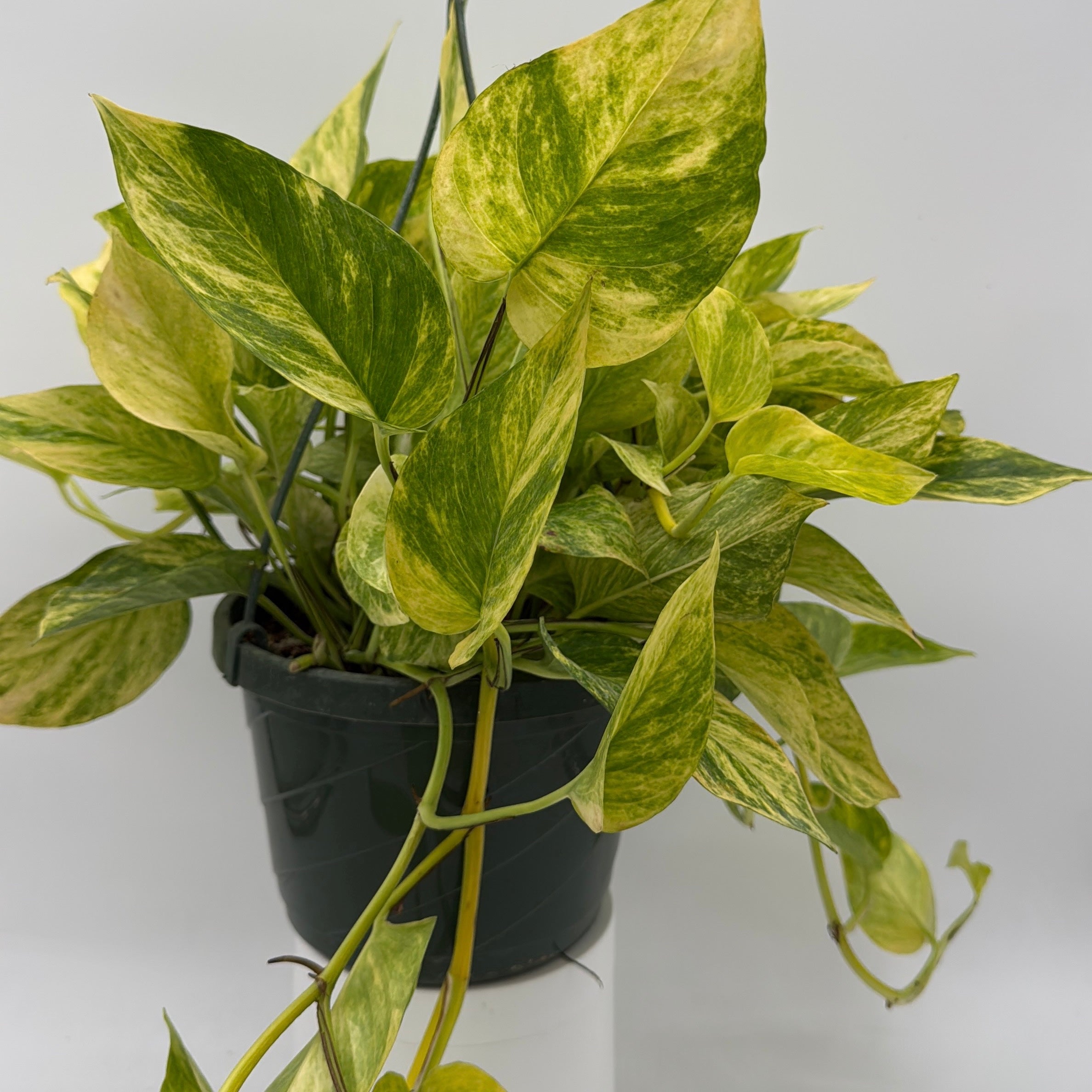 Pothos Neon Queen