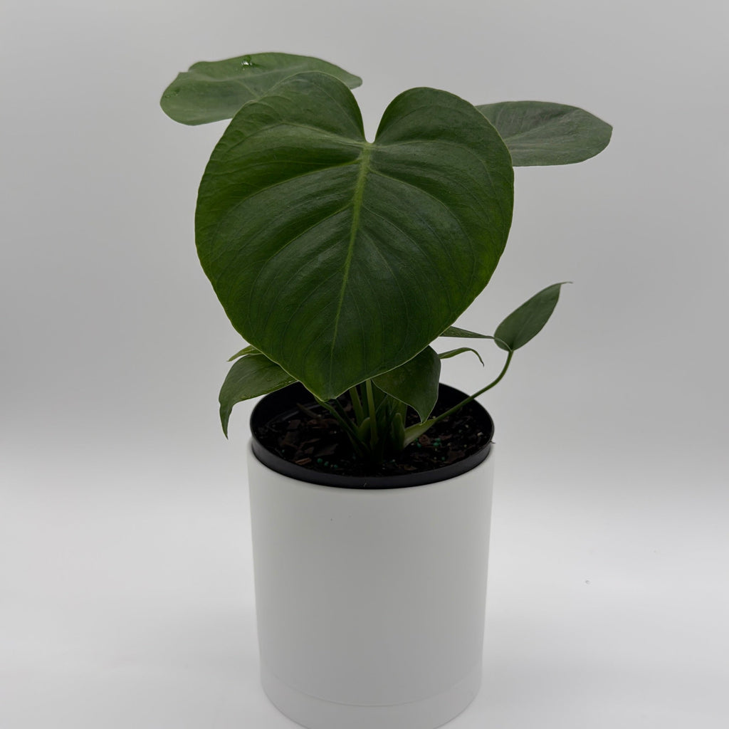 Monstera Deliciosa