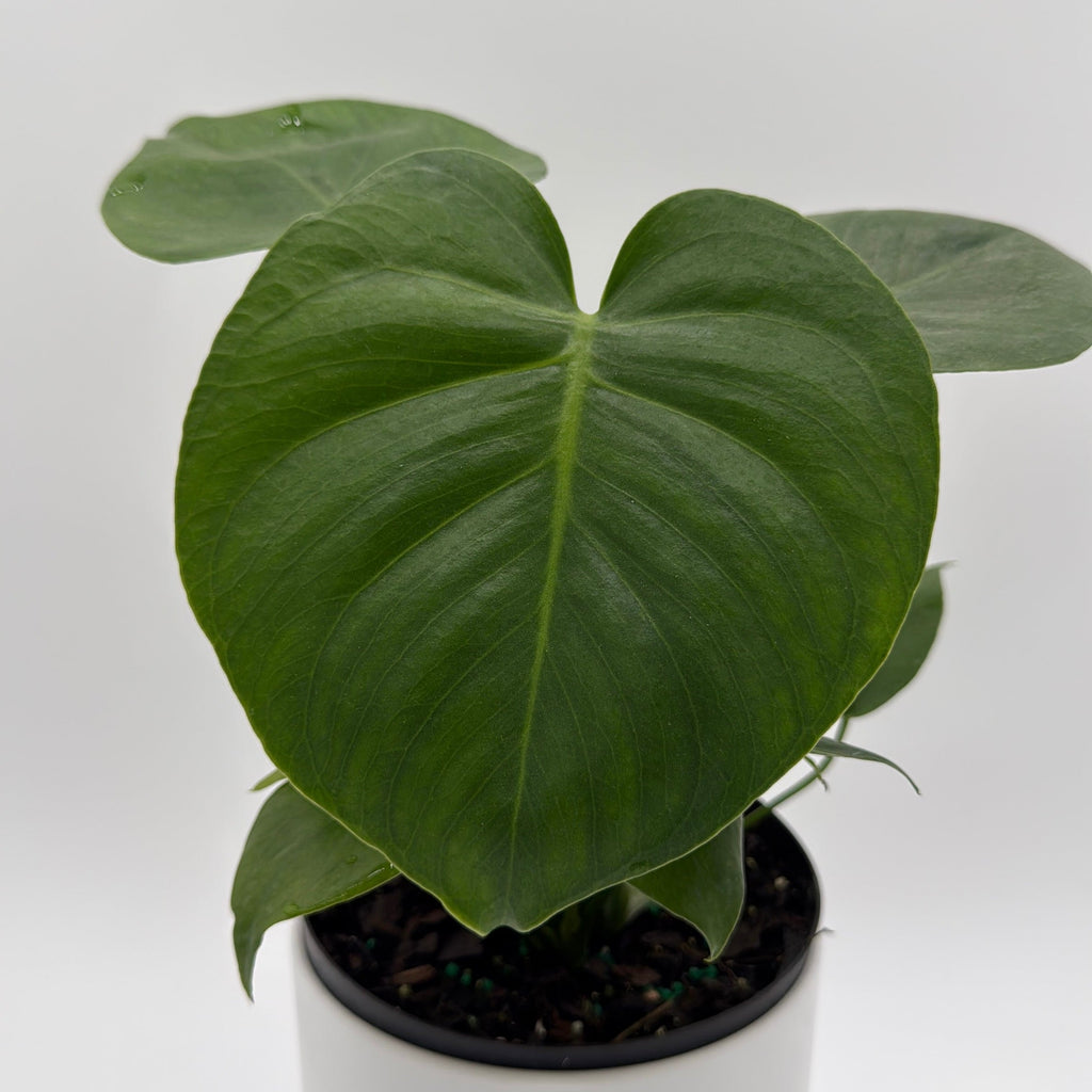 Monstera Deliciosa