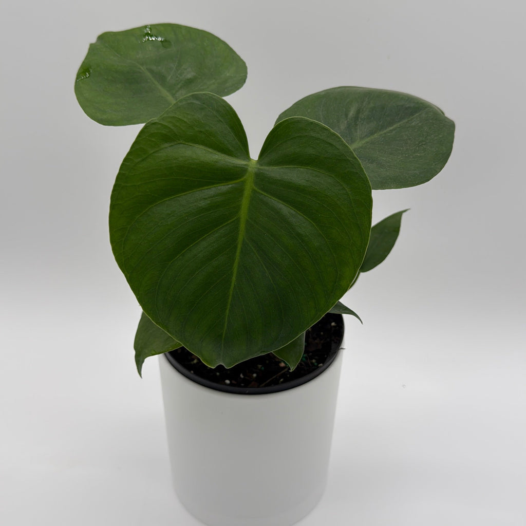 Monstera Deliciosa