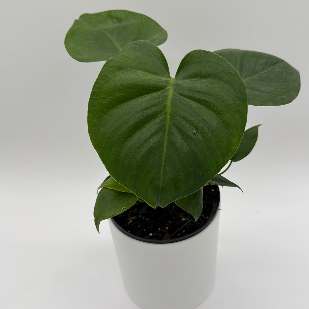 Monstera Deliciosa