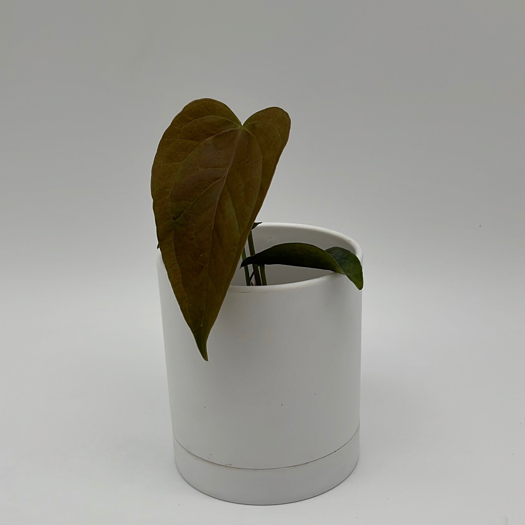 Anthurium Queen of Hearts
