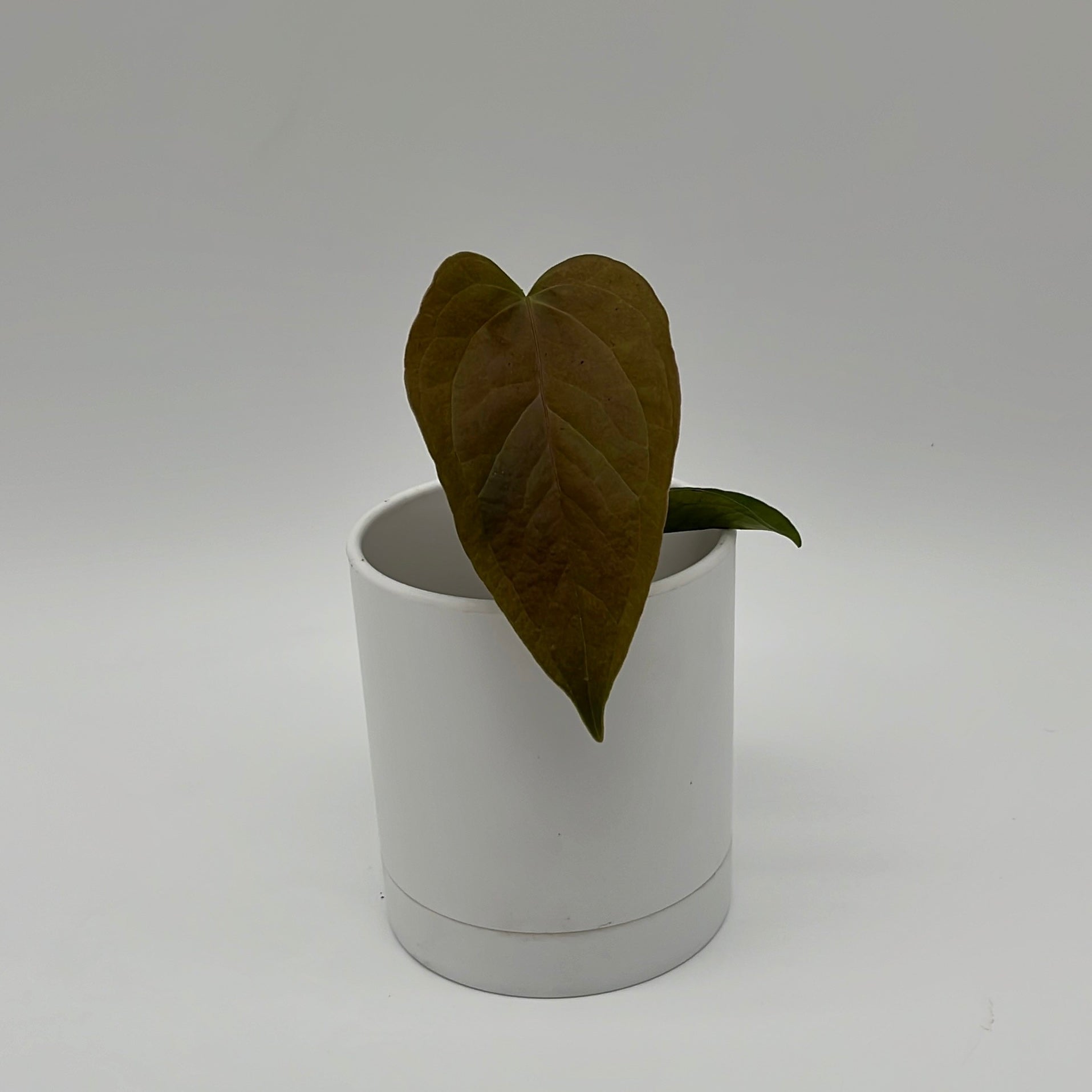 Anthurium Queen of Hearts