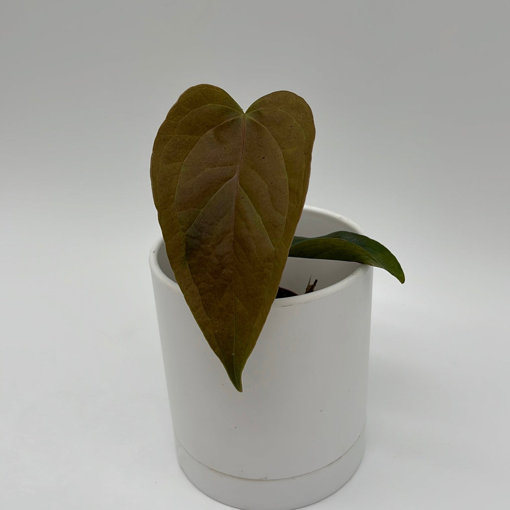 Anthurium Queen of Hearts