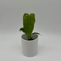 Anthurium Veitchii King