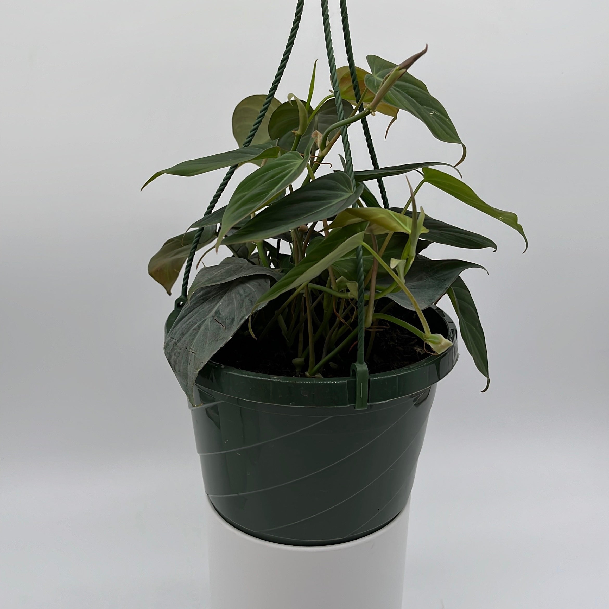 Philodendron Micans
