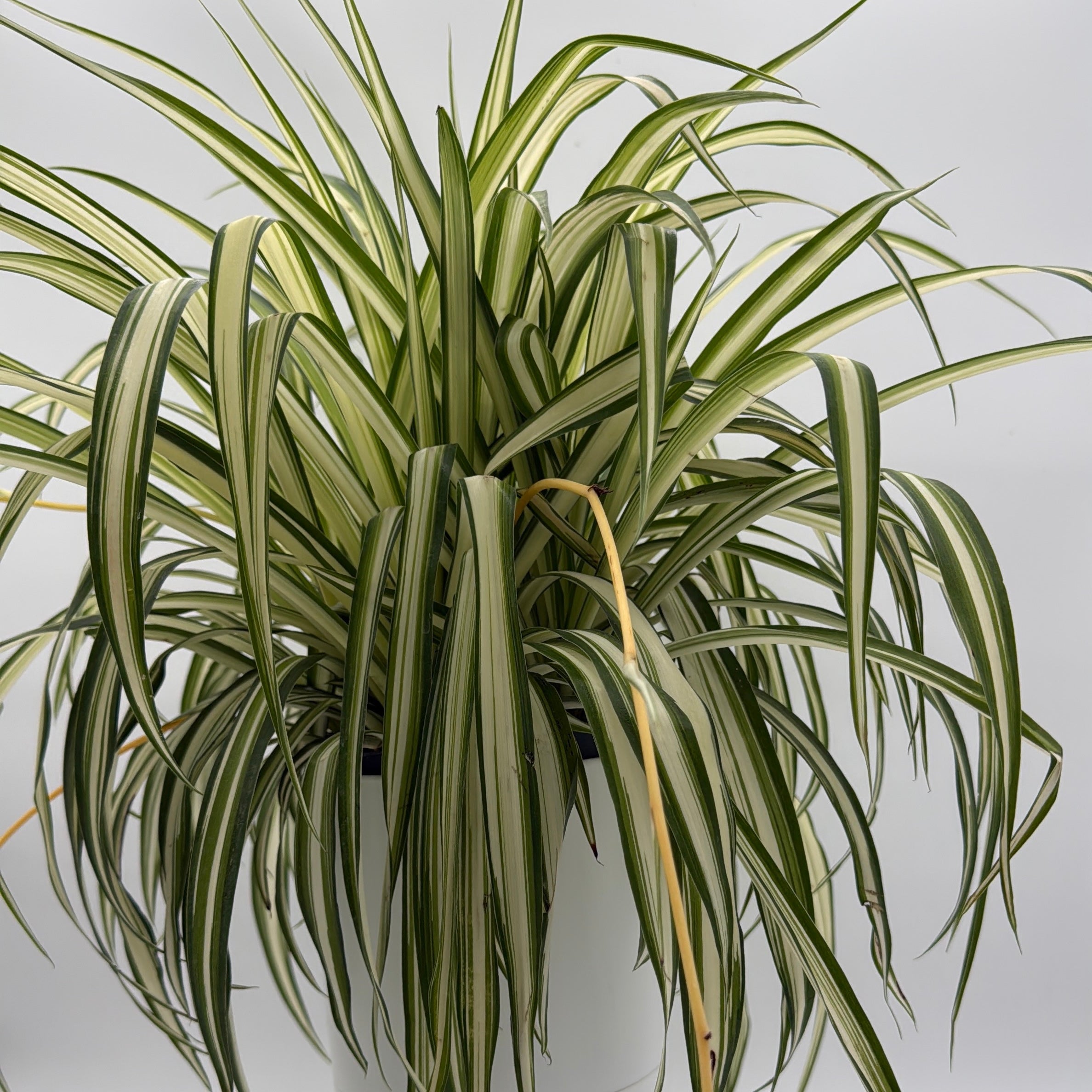 Inner Variegated Spider Plant