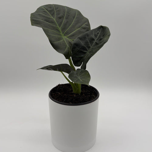 Alocasia Regal Shields Sumo