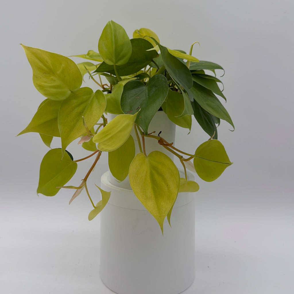 Philodendron Lemon Lime