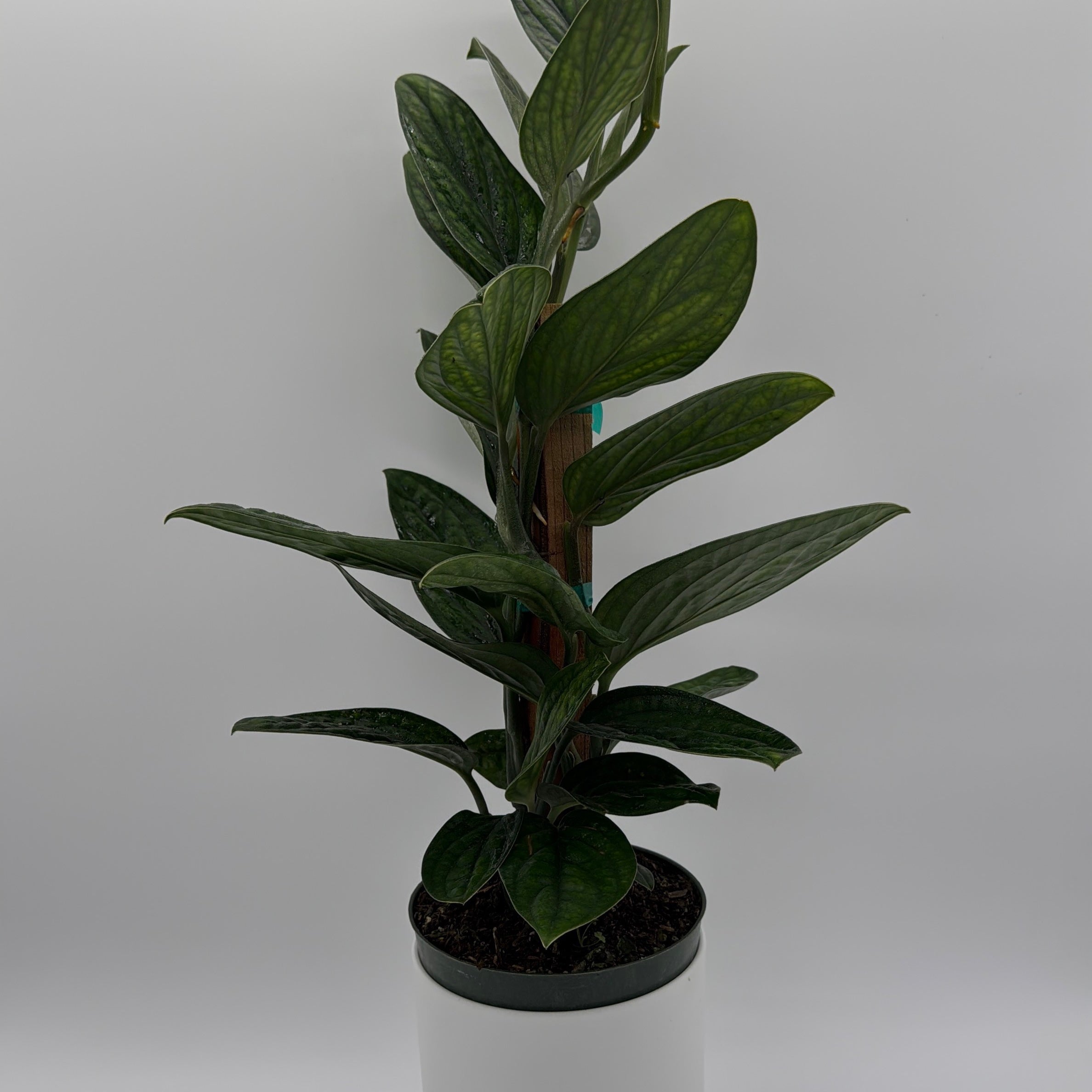 Monstera Peru