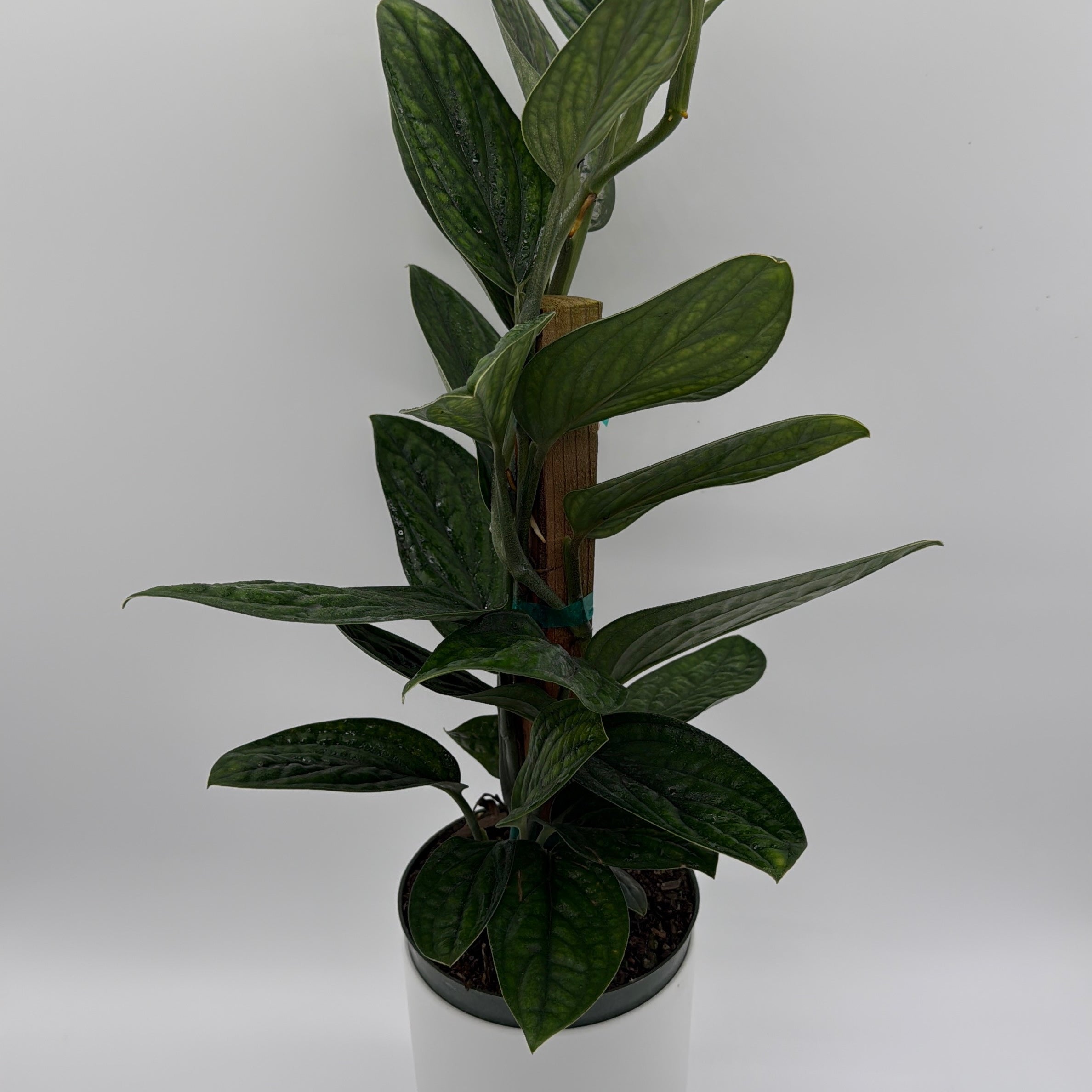 Monstera Peru