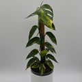 Epipremnum Pinnatum Yellow Flame