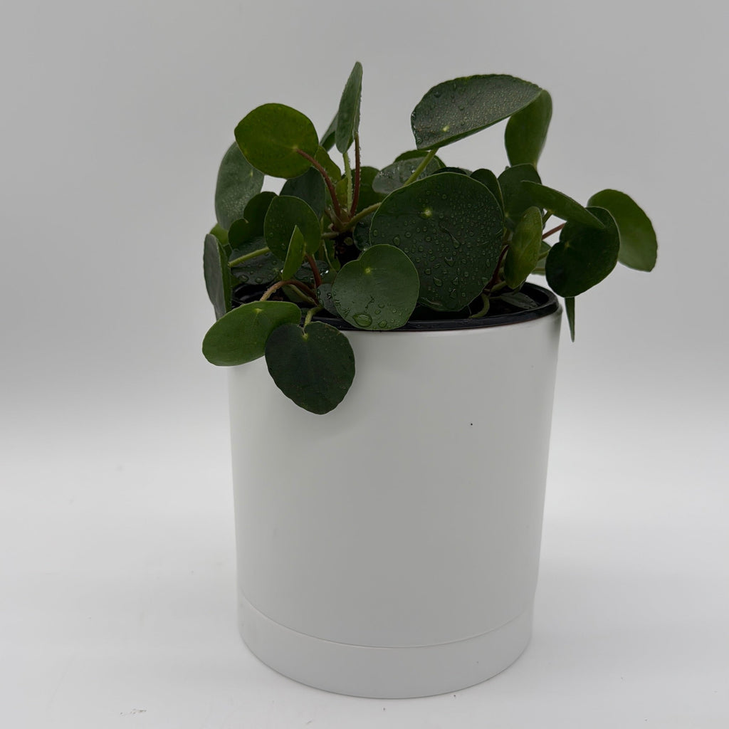 Chinese Money Tree (UFO Plant)