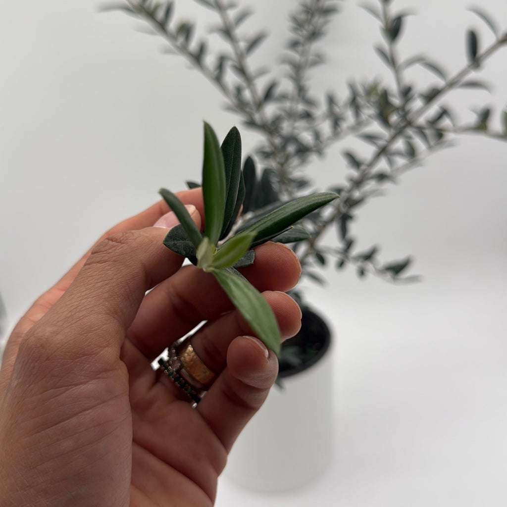 Black Olive Tree