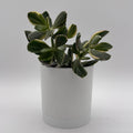 Jade Plant Variegated
