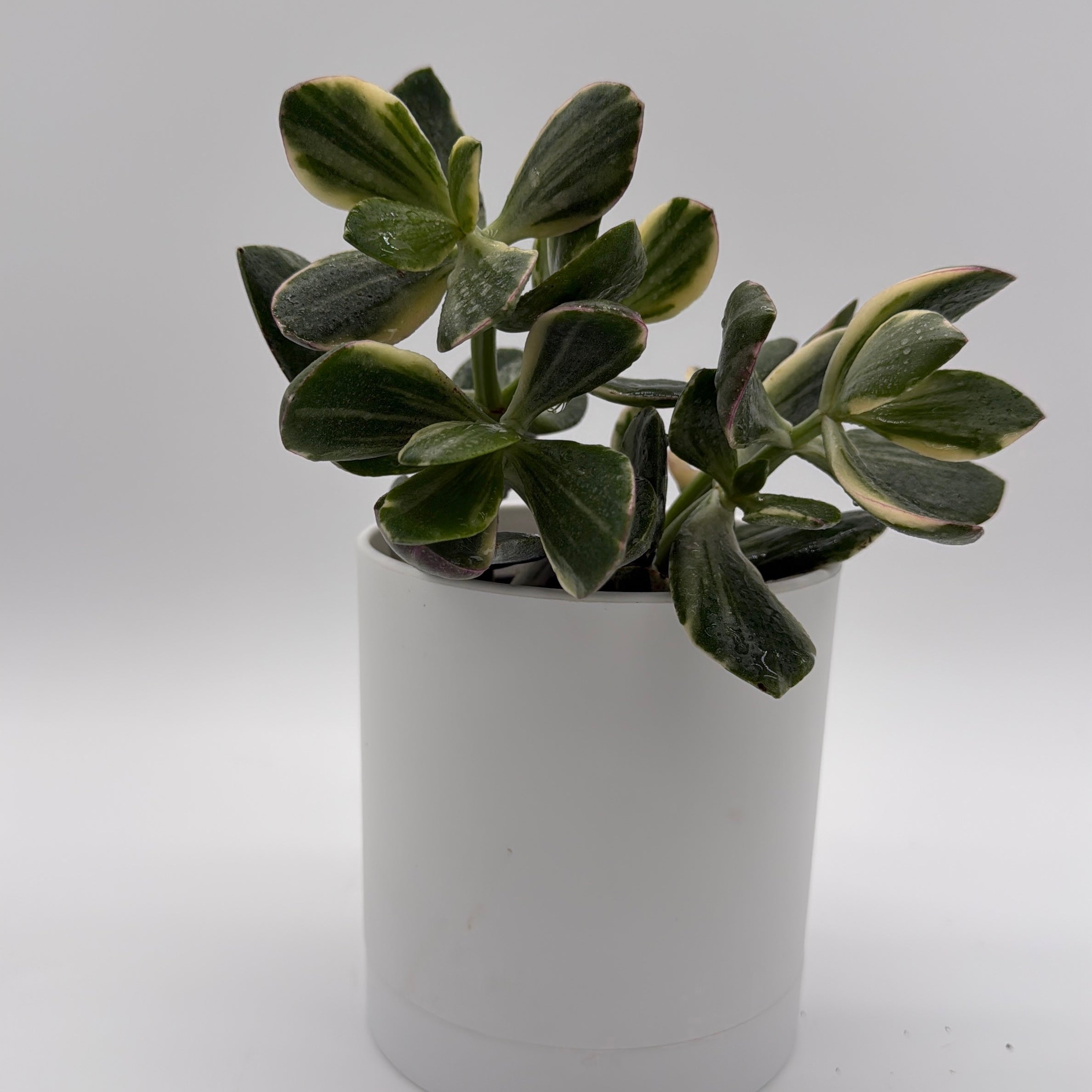 Jade Plant Variegated