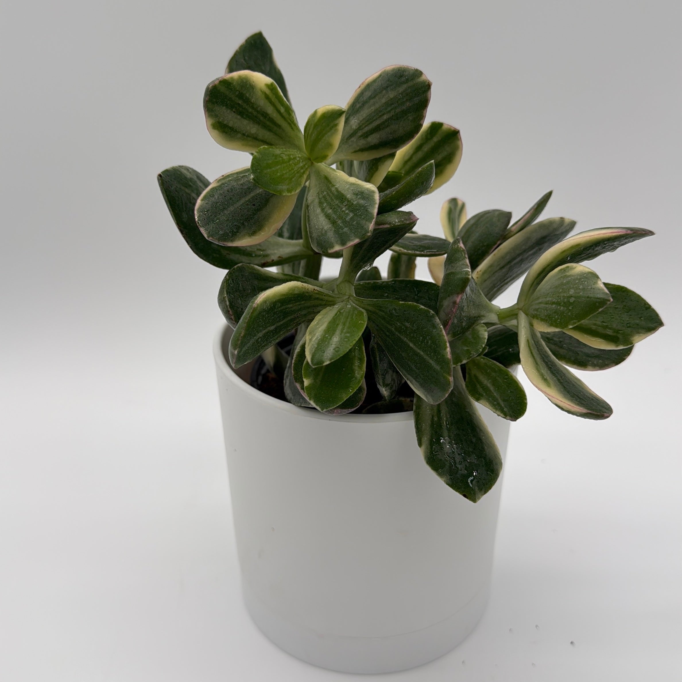 Jade Plant Variegated