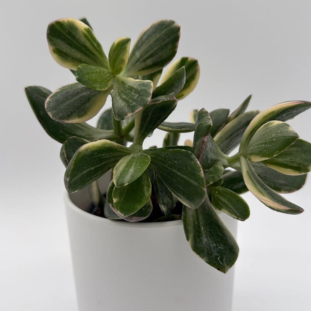 Jade Plant Variegated