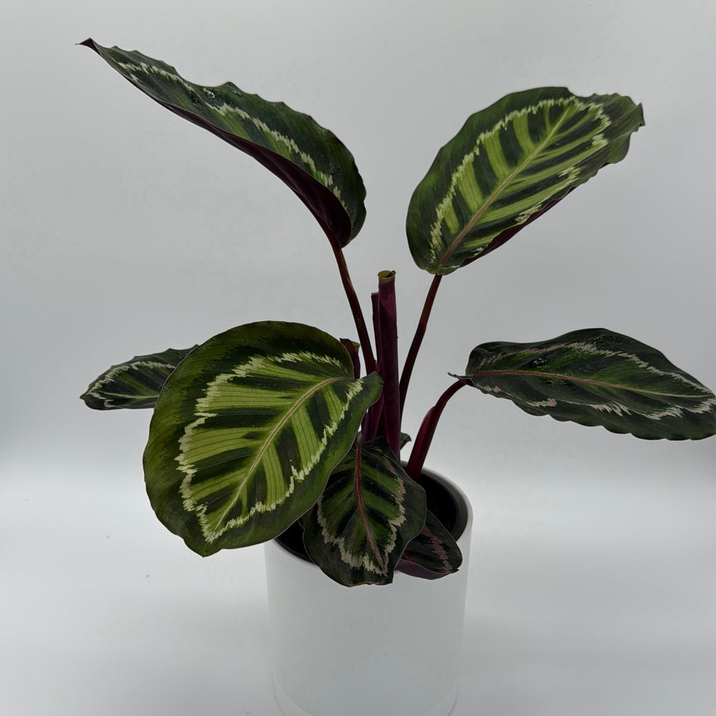 Calathea Peacock
