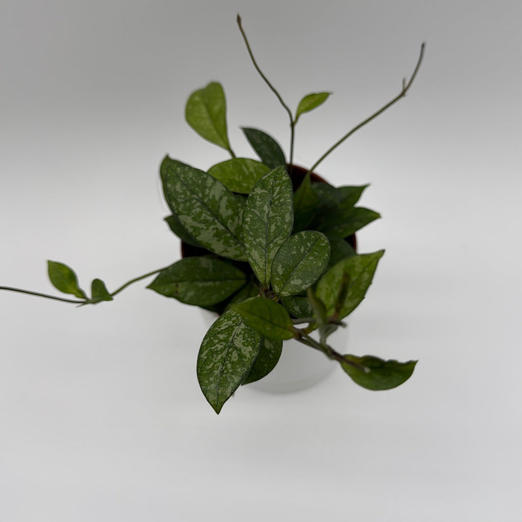 Hoya Crassipetiolata