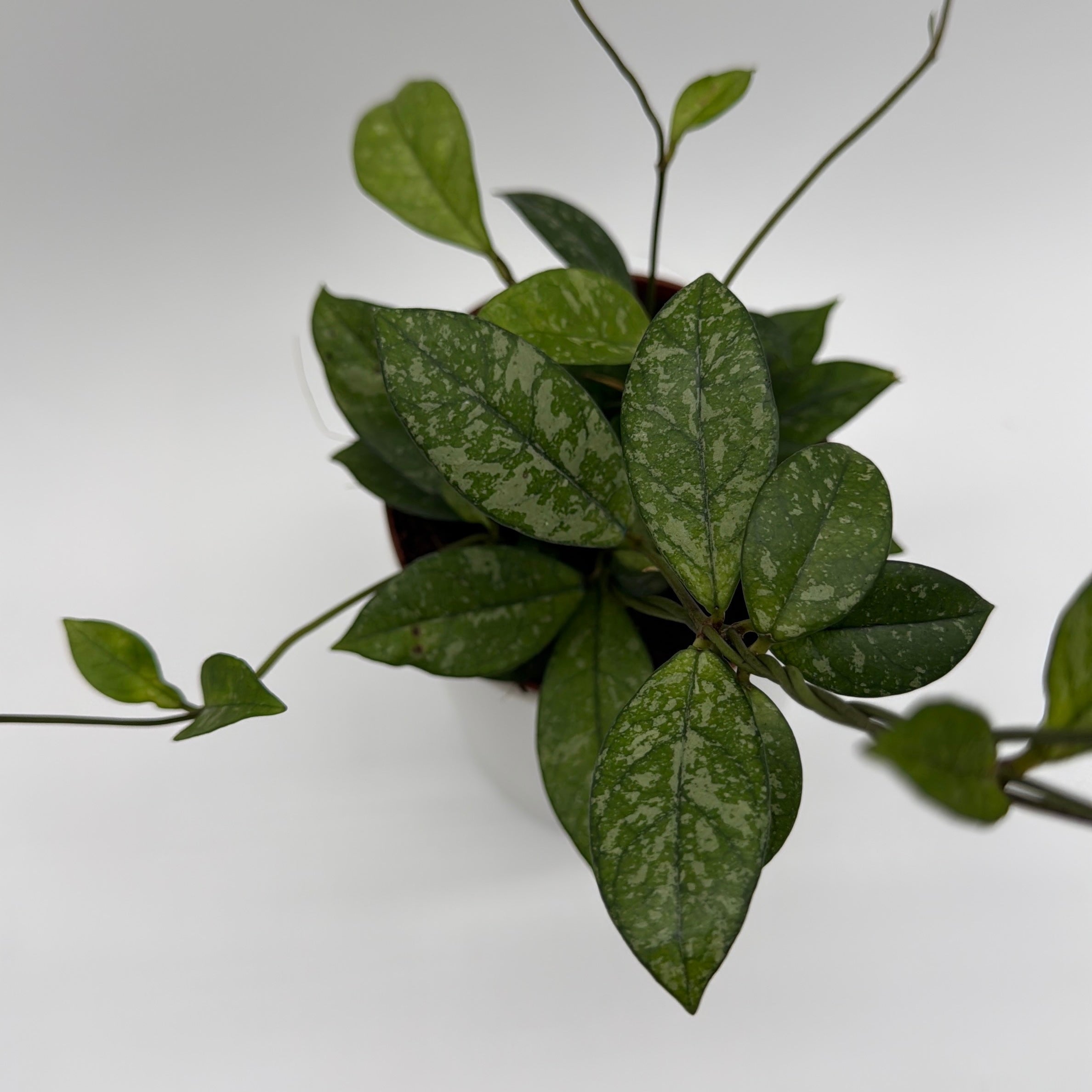 Hoya Crassipetiolata