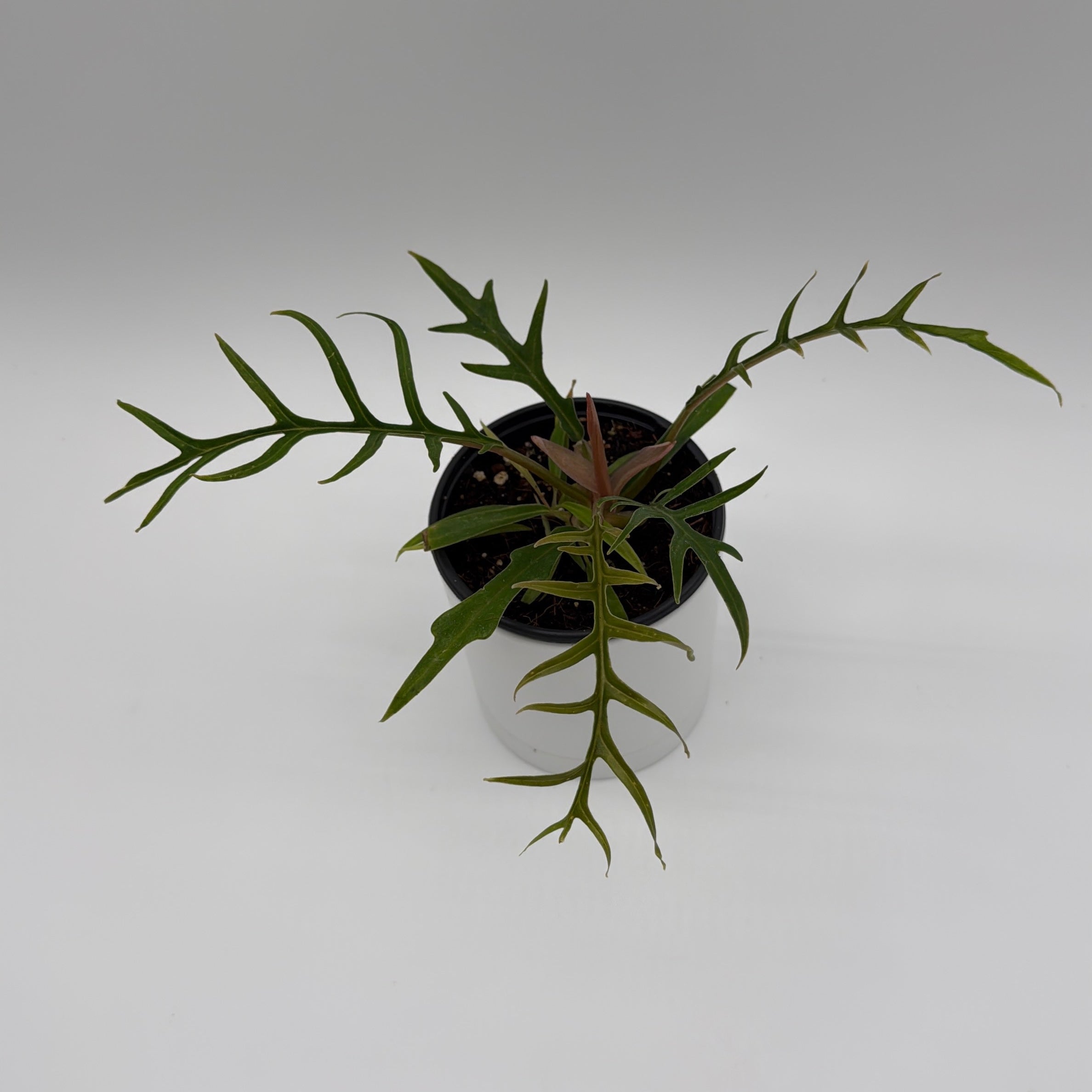 Philodendron Tortum