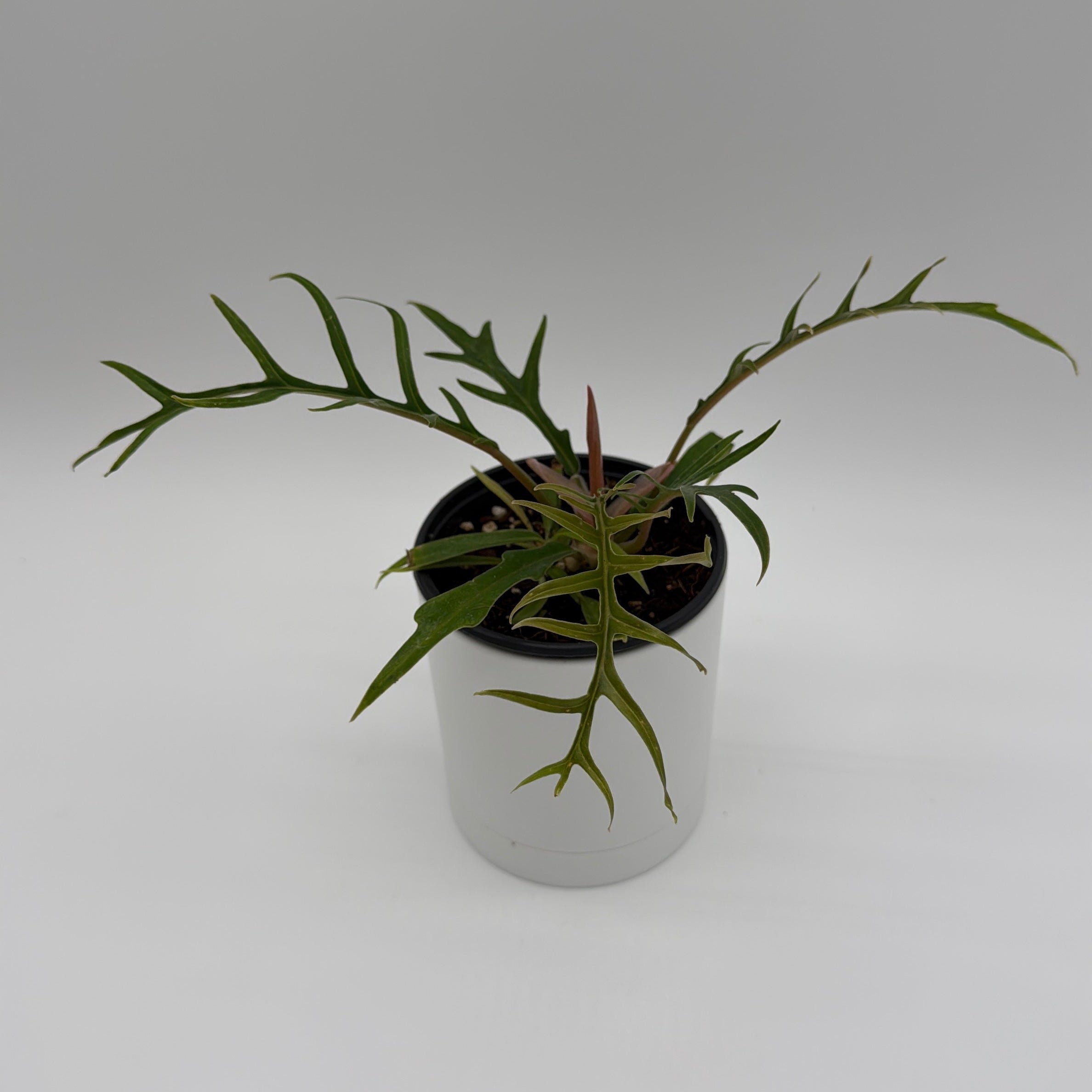 Philodendron Tortum