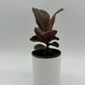 Ficus Elastica Ruby