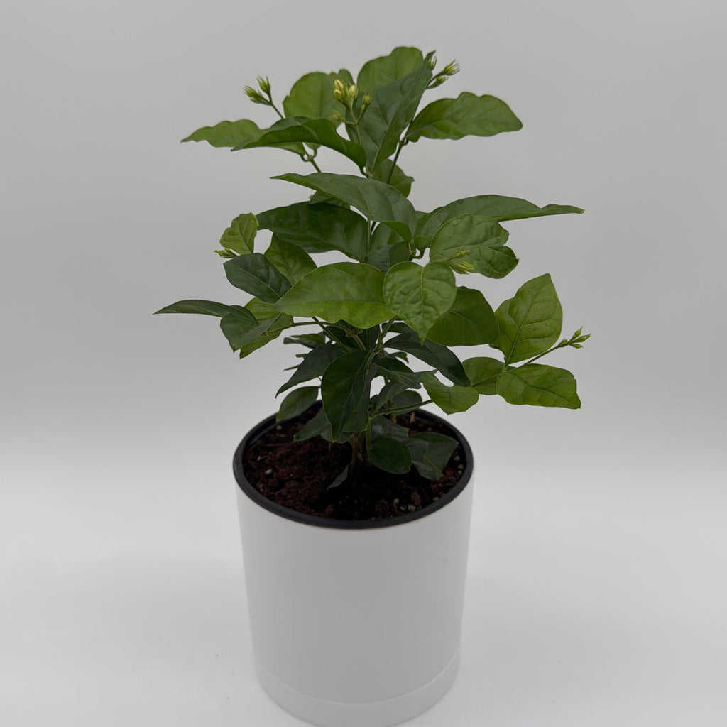 Jasmine Bush (Mo Samba)