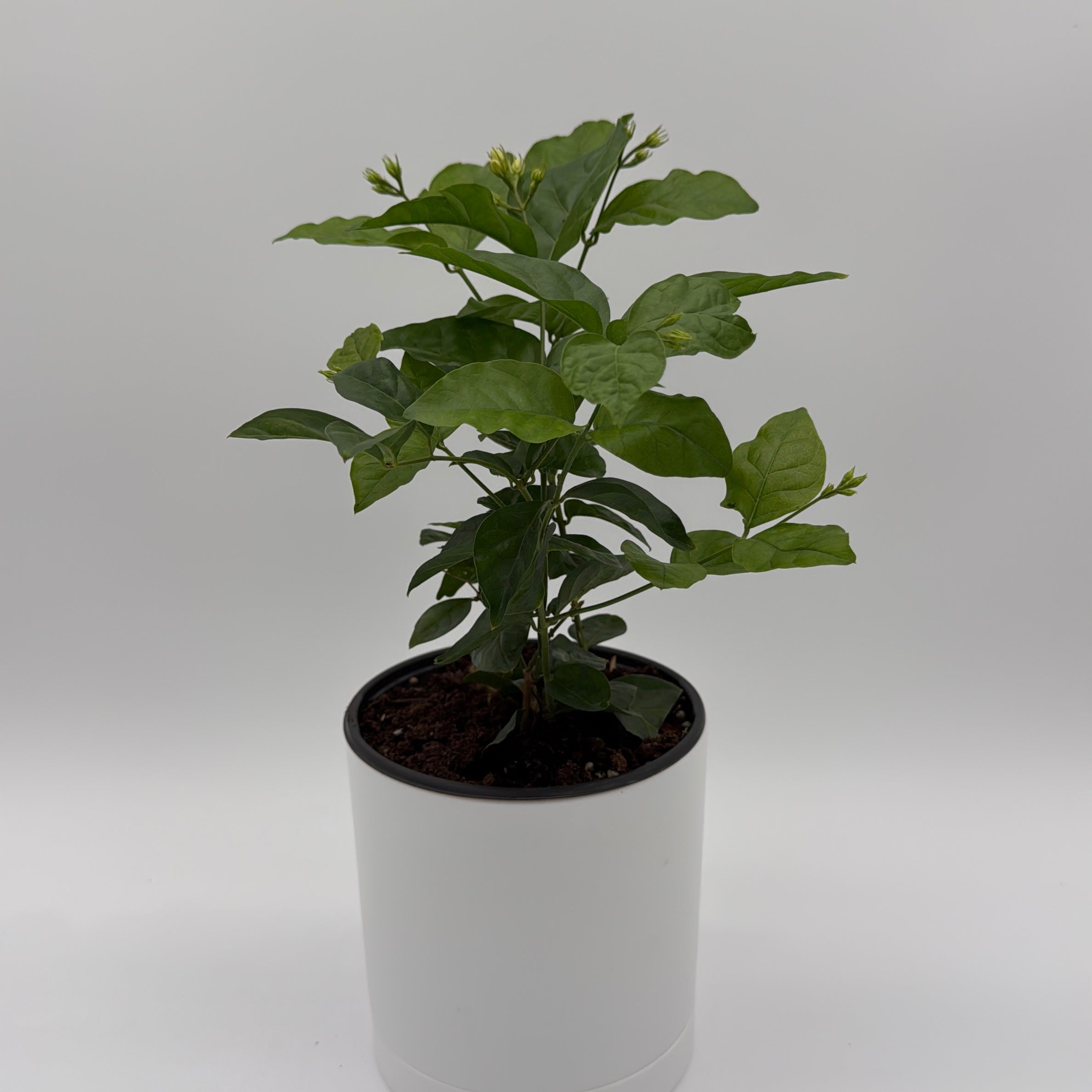 Jasmine Bush (Mo Samba)