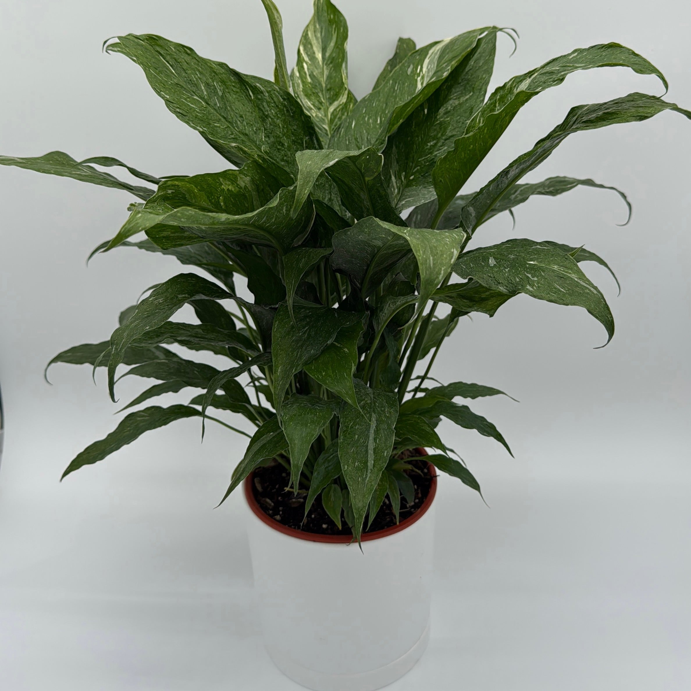 Peace Lily 'Domino' Variegated