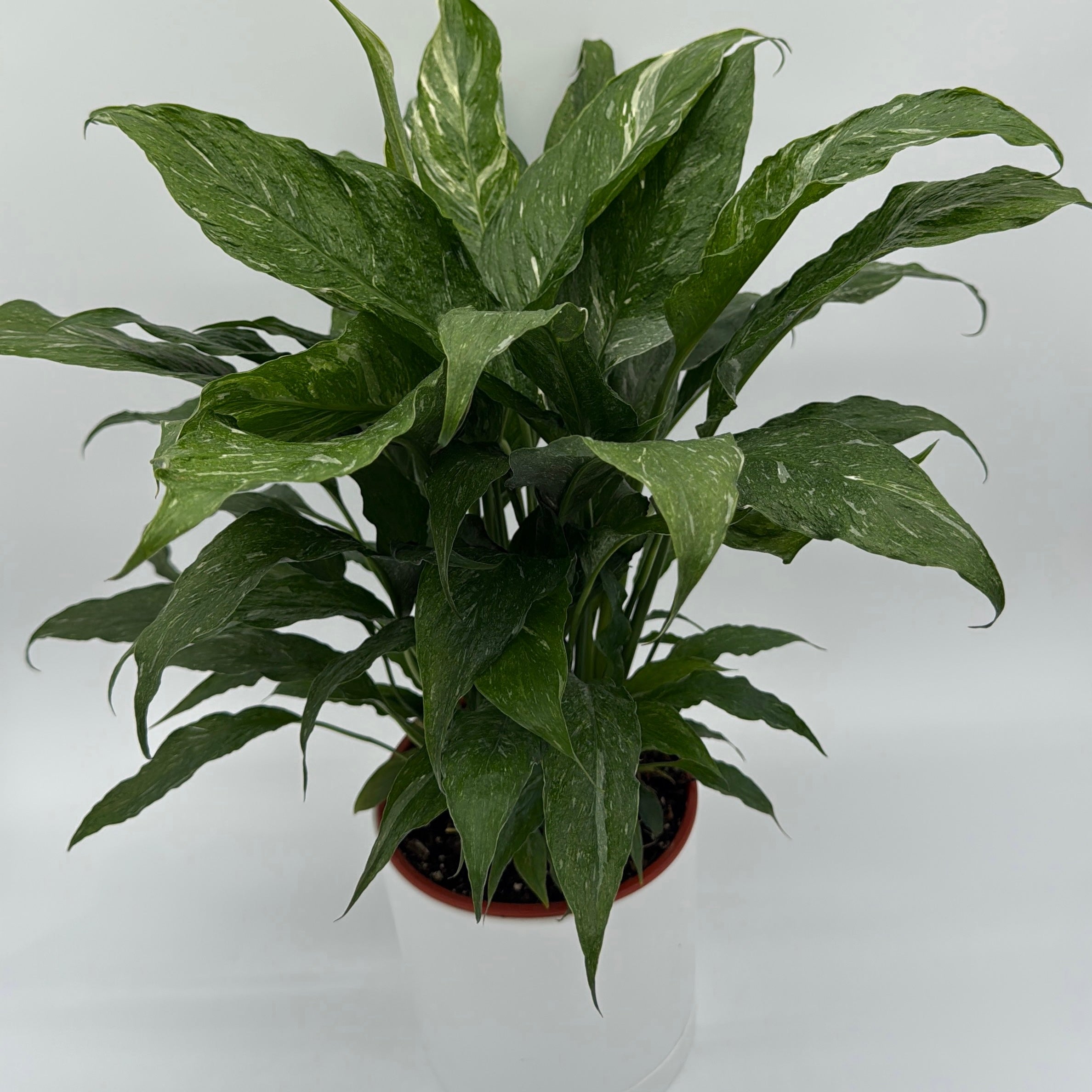 Peace Lily 'Domino' Variegated