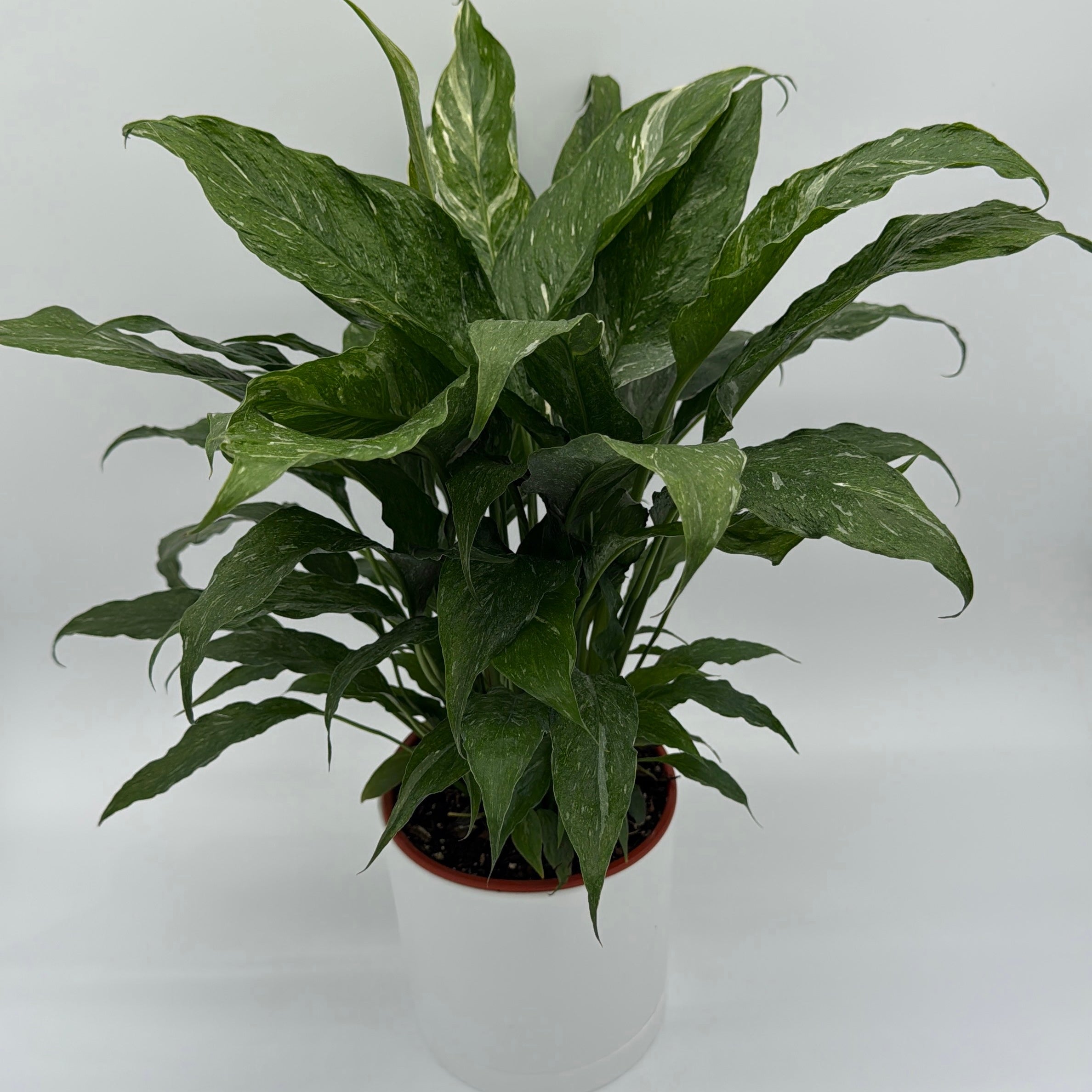Peace Lily 'Domino' Variegated
