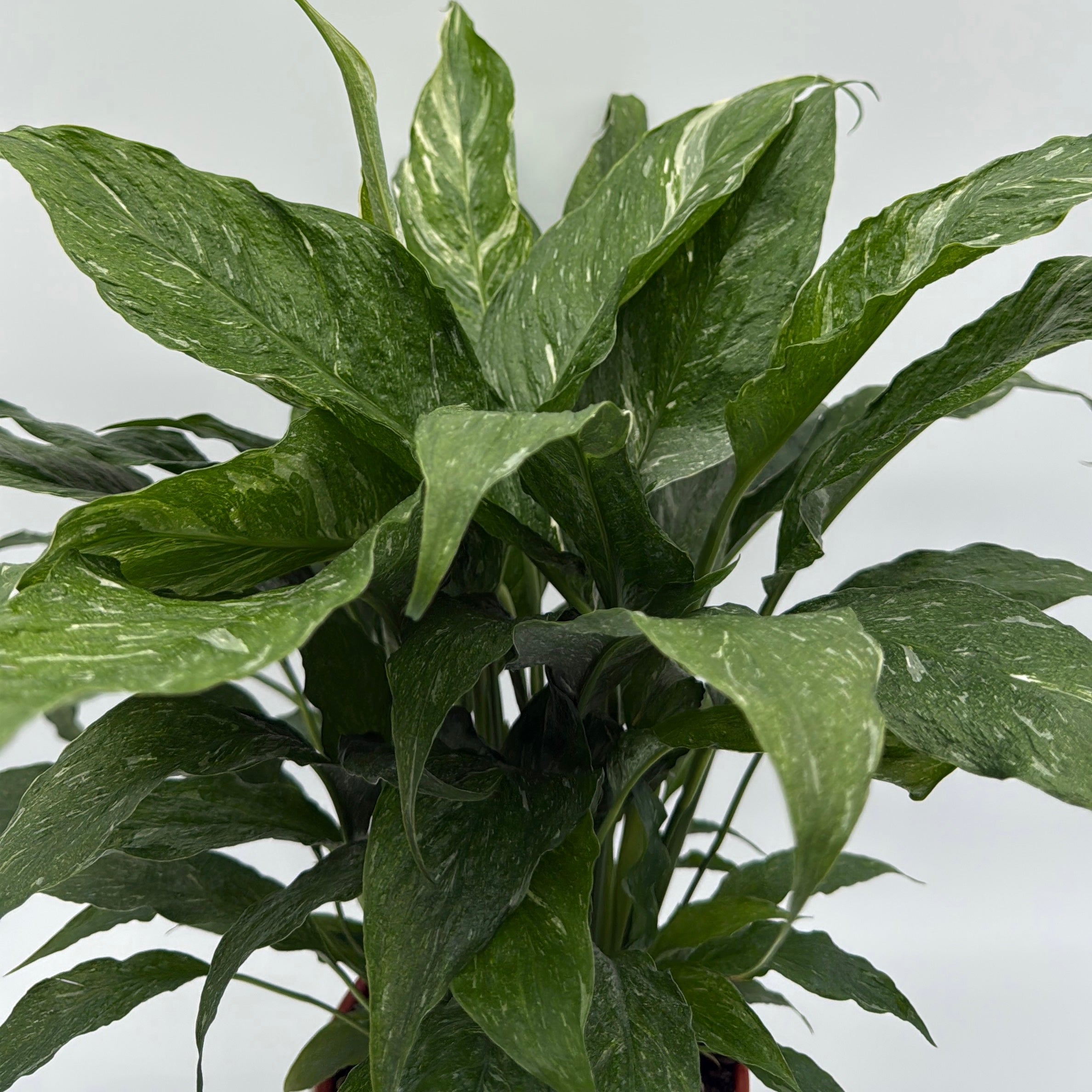 Peace Lily 'Domino' Variegated