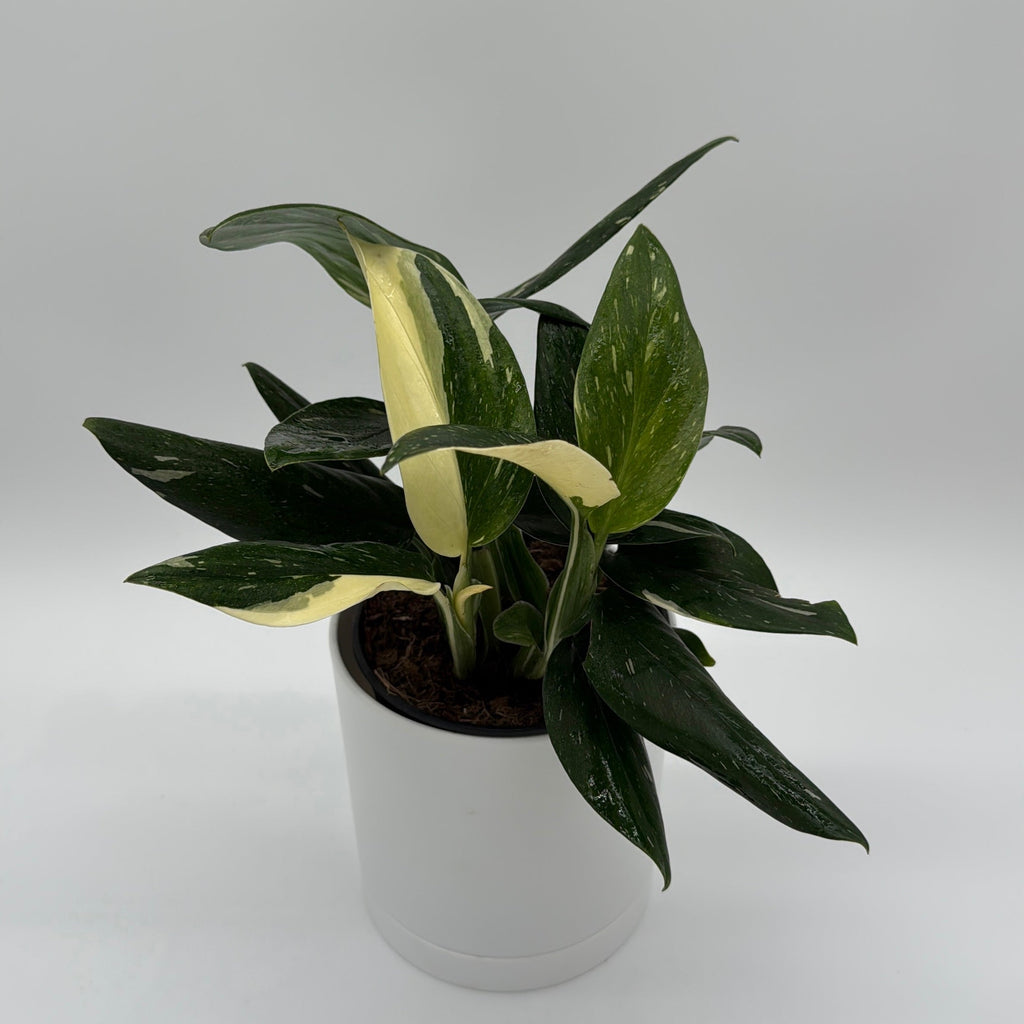 Monstera Cobra Albo Variegated