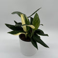 Monstera Cobra Albo Variegated