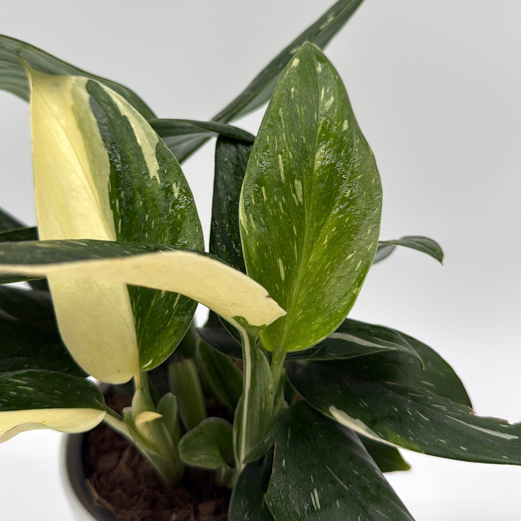 Monstera Cobra Albo Variegated