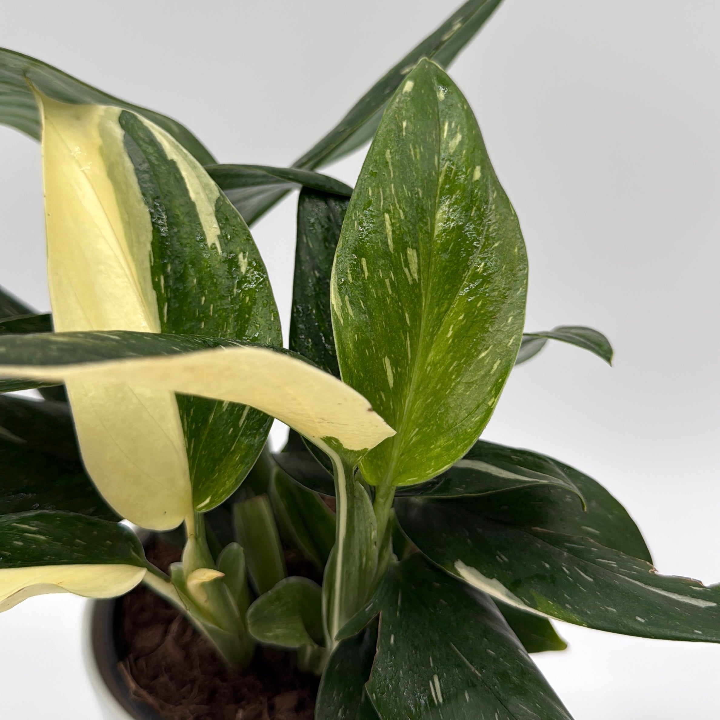 Monstera Cobra Albo Variegated