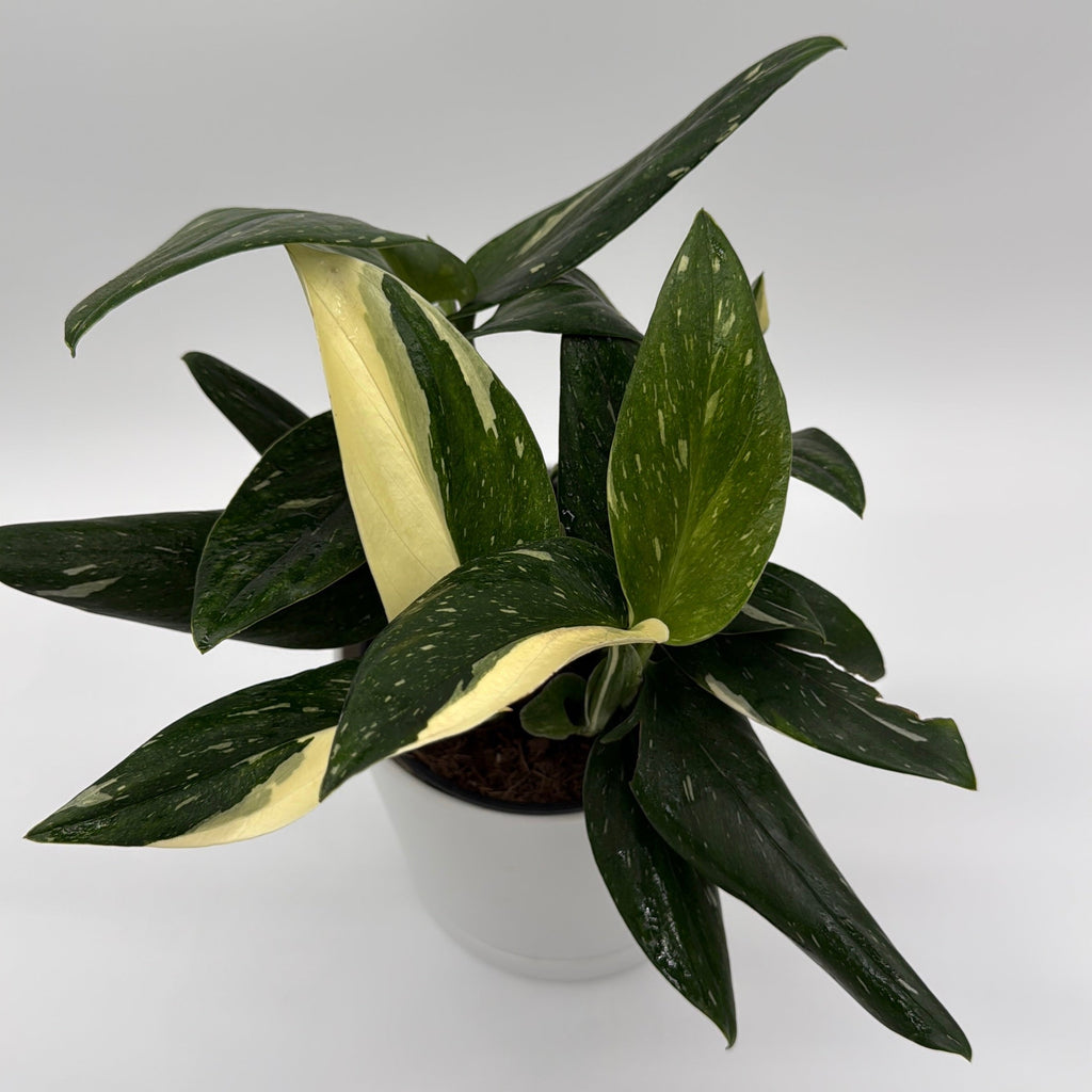 Monstera Cobra Albo Variegated