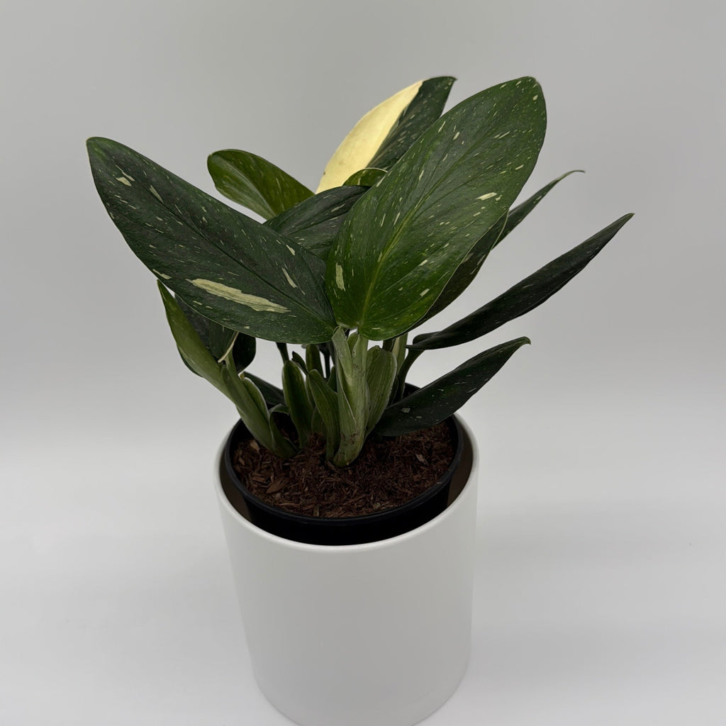 Monstera Cobra Albo Variegated