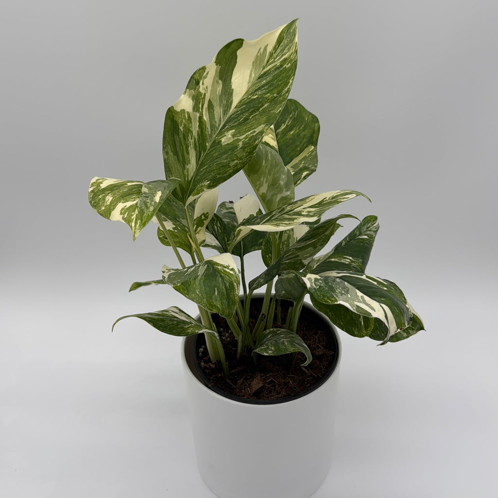 Monstera Lechleriana Variegated