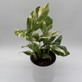 Monstera Lechleriana Variegated