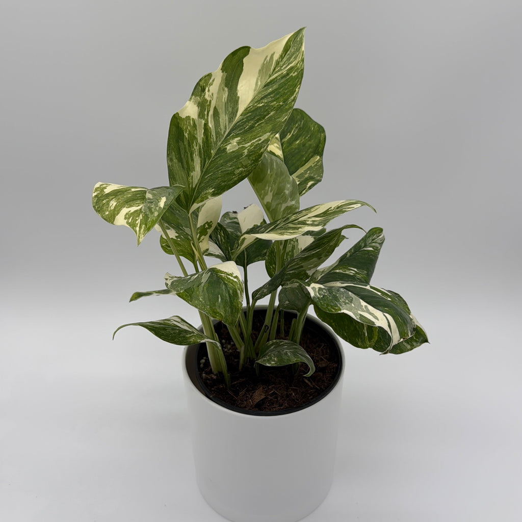 Monstera Lechleriana Variegated