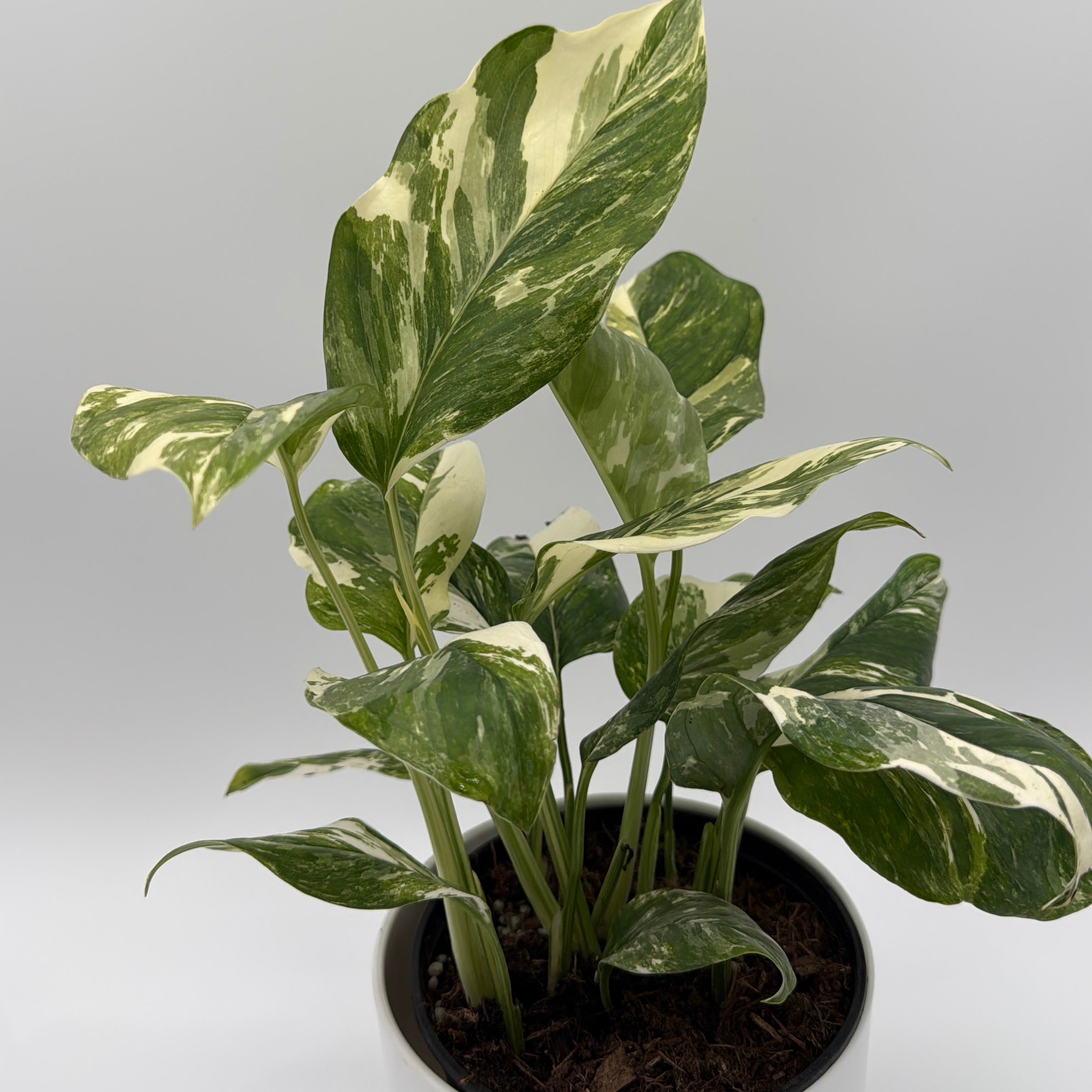 Monstera Lechleriana Variegated
