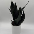 Sansevieria 'Black Dragon'